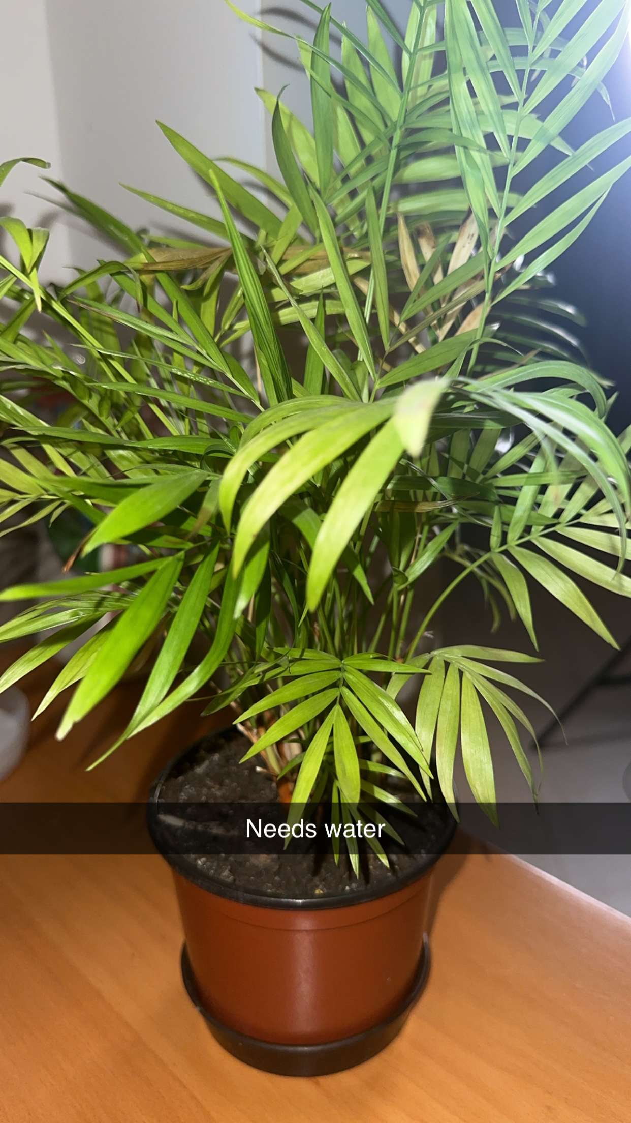 mira.0004 snapchat image archive image