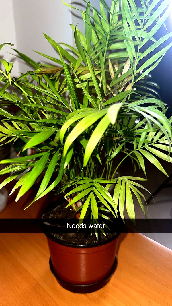 mira.0004 image ~ Altpins