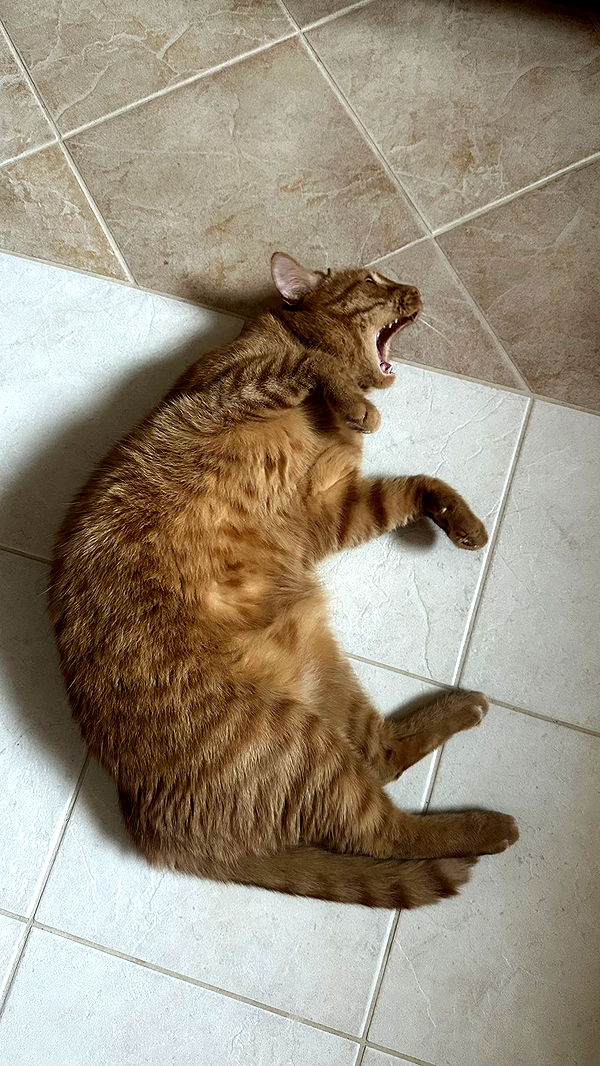 mira.0004 image ~ Altpins