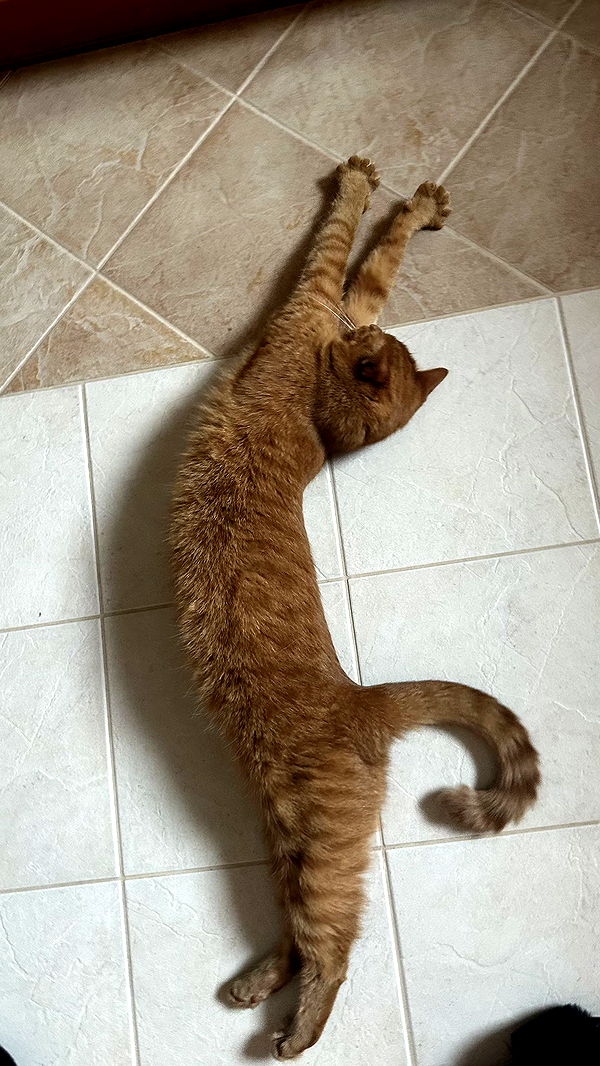 mira.0004 image ~ Altpins