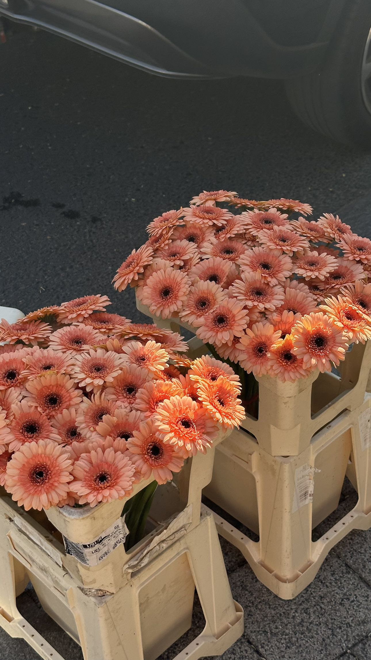 mira.0004 snapchat image archive image