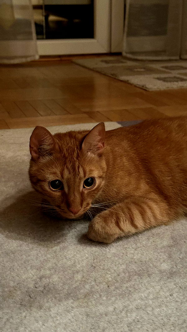 mira.0004 image ~ Altpins