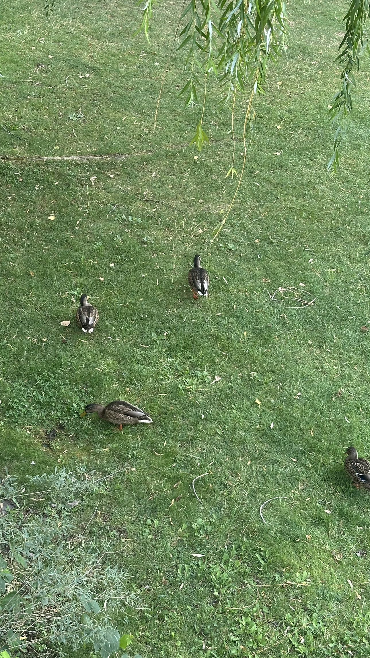 mira.0004 snapchat image archive image