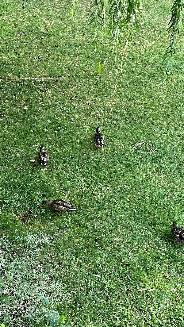 mira.0004 image ~ Altpins