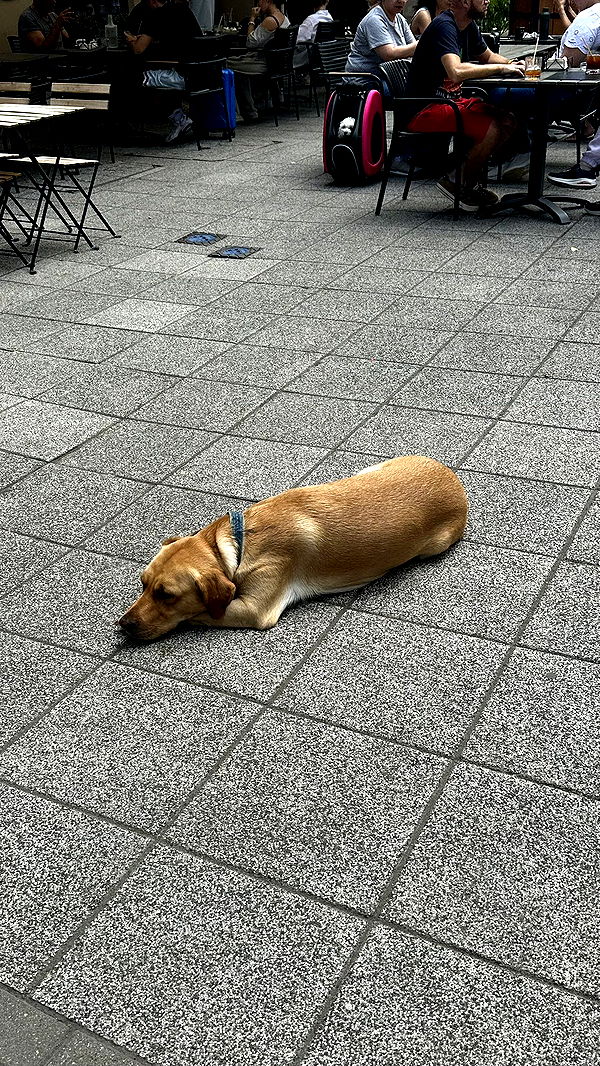 mira.0004 image ~ Altpins