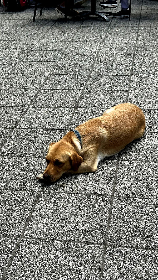 mira.0004 image ~ Altpins