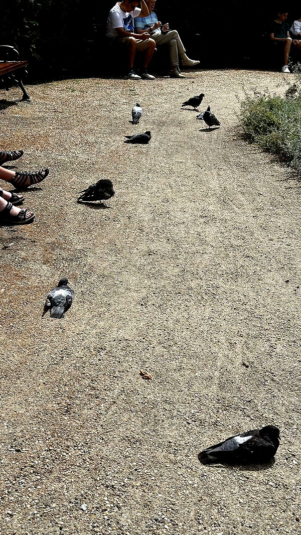 mira.0004 image ~ Altpins