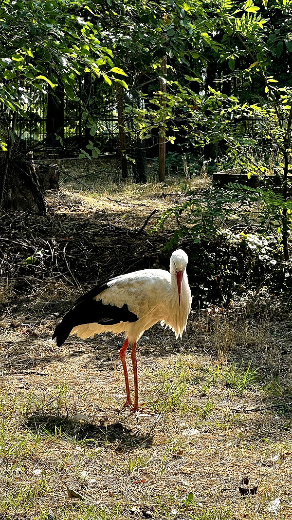 mira.0004 image ~ Altpins