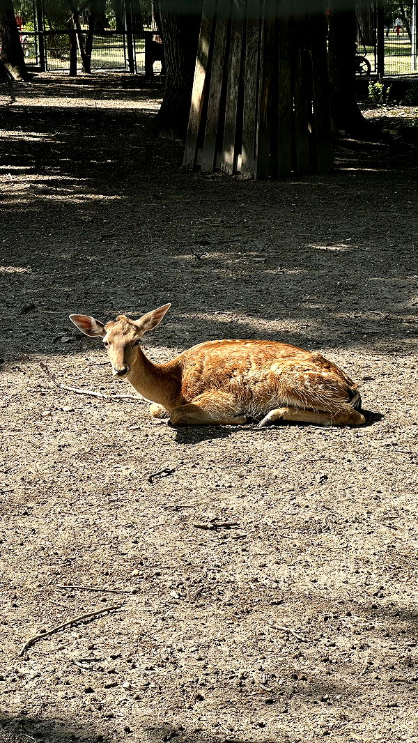 mira.0004 image ~ Altpins