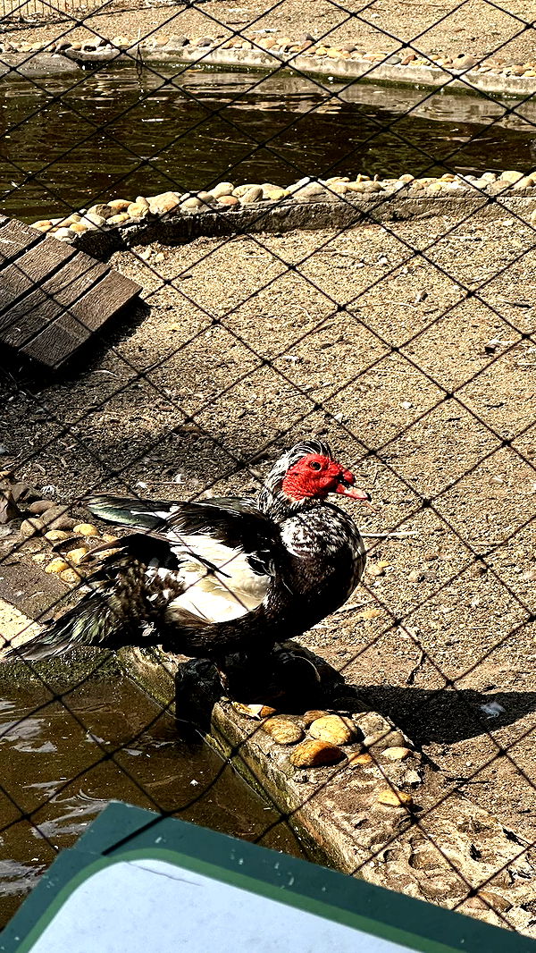 mira.0004 image ~ Altpins