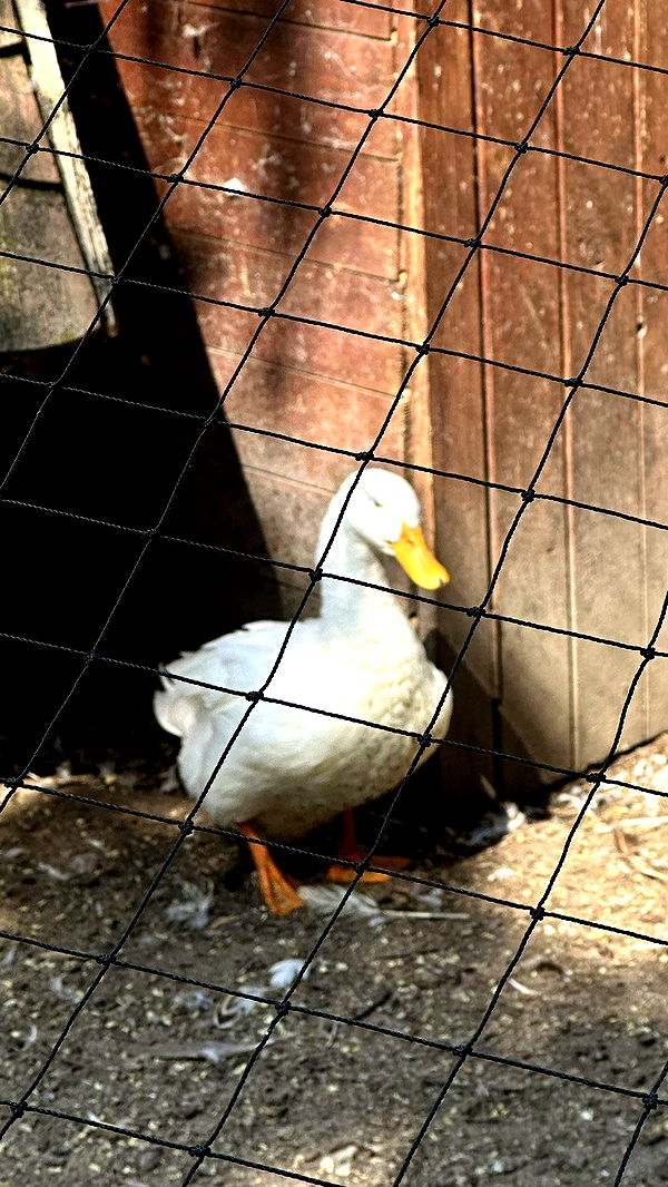 mira.0004 image ~ Altpins