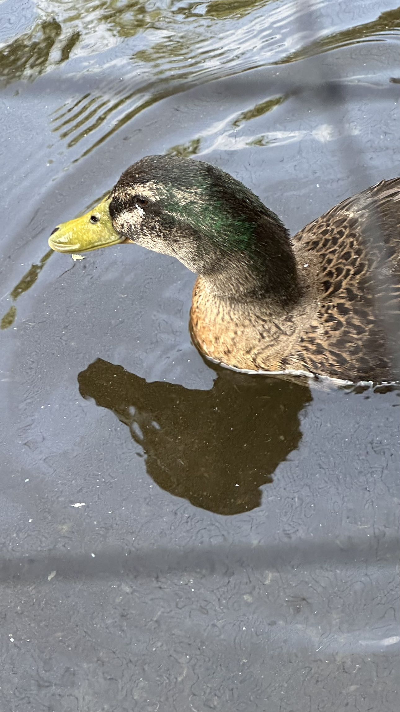 mira.0004 snapchat image archive image