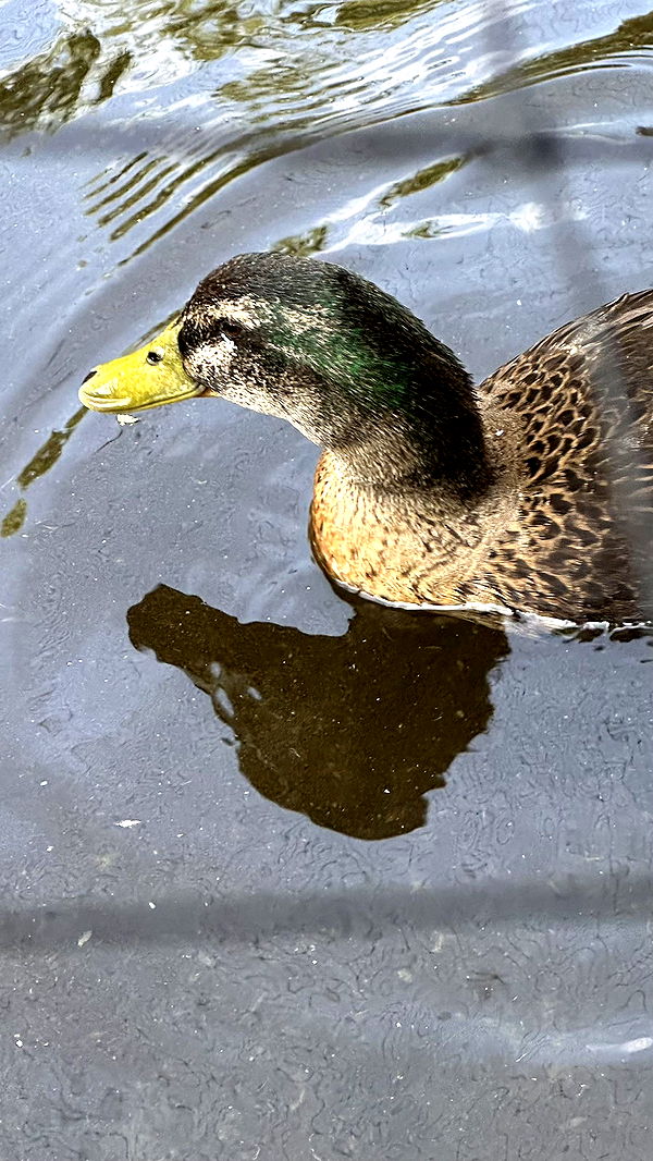 mira.0004 image ~ Altpins