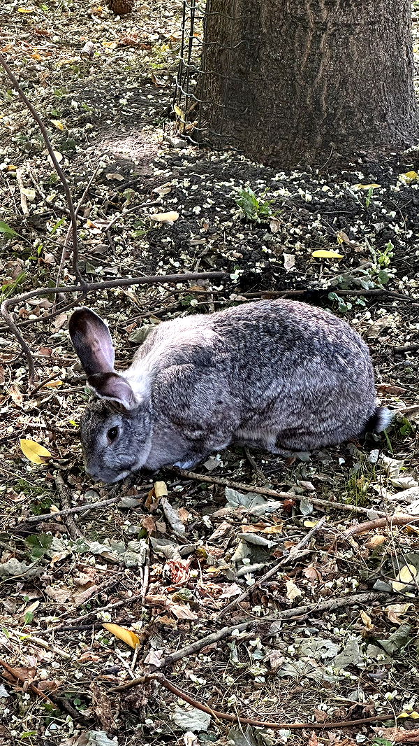 mira.0004 image ~ Altpins