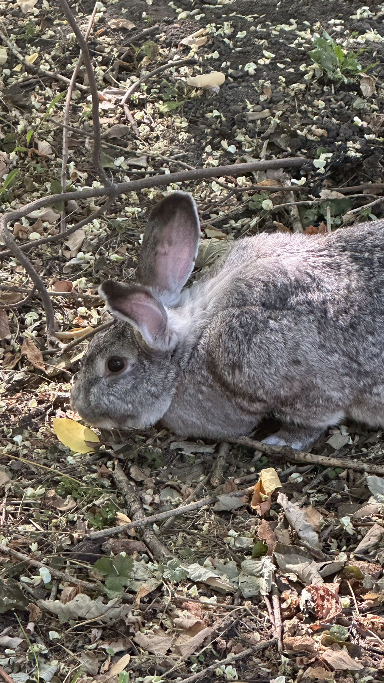 mira.0004 snapchat image archive image