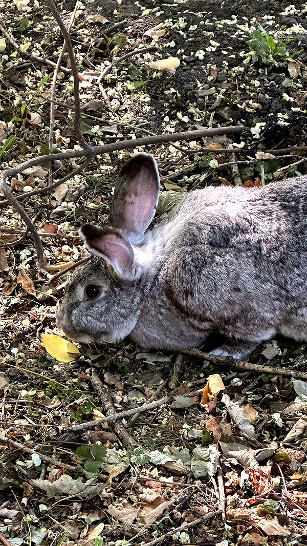 mira.0004 image ~ Altpins