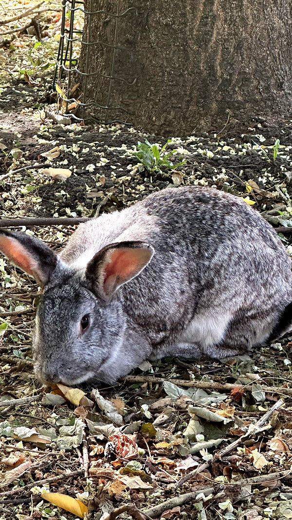 mira.0004 image ~ Altpins