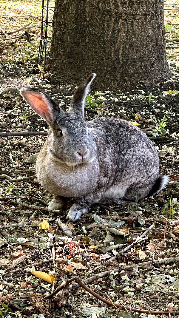 mira.0004 image ~ Altpins