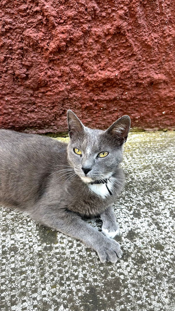 mira.0004 image ~ Altpins