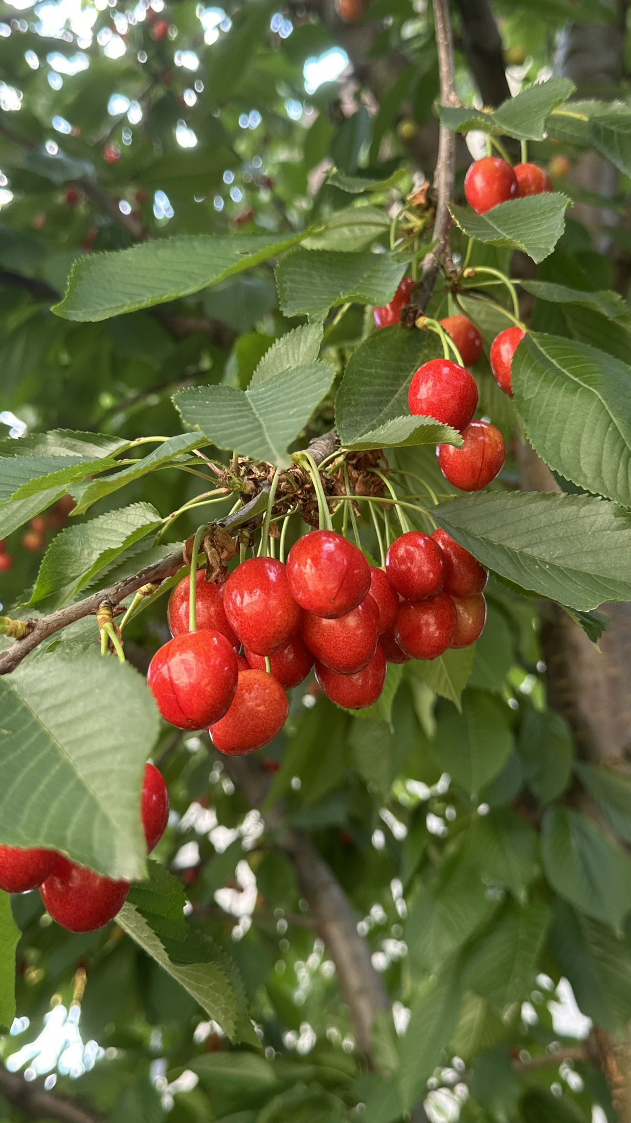 mira.0004 snapchat image archive image