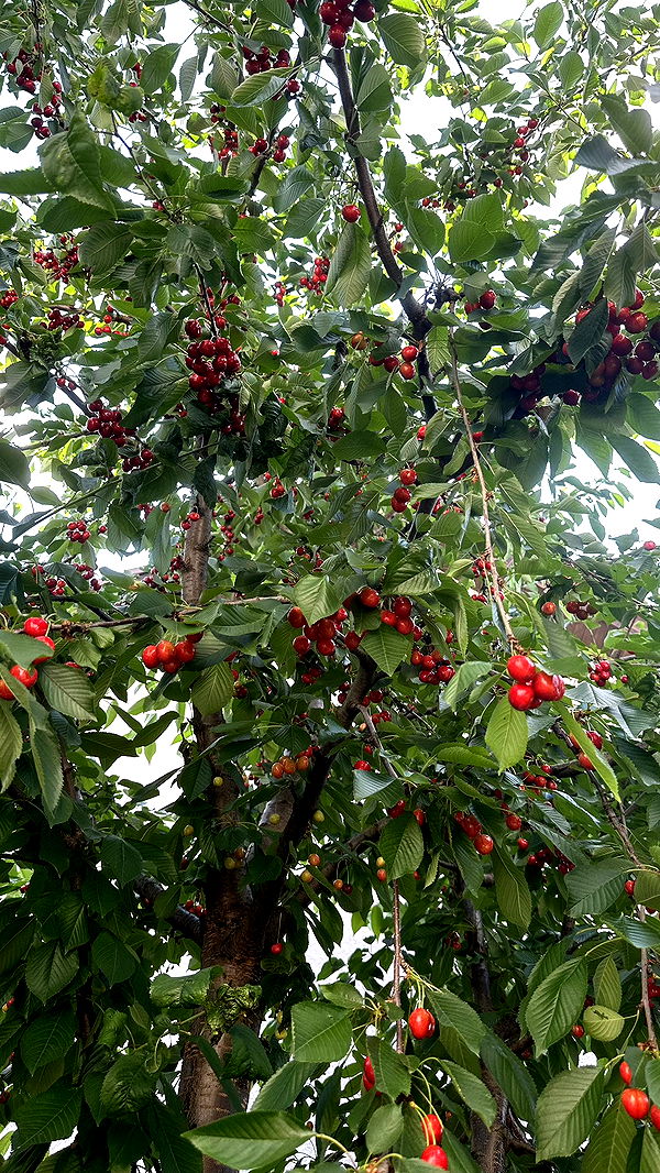 mira.0004 image ~ Altpins