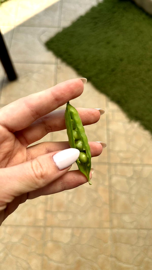 mira.0004 image ~ Altpins