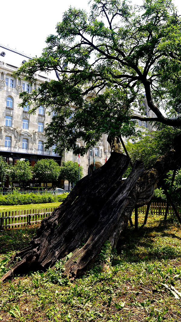 mira.0004 image ~ Altpins