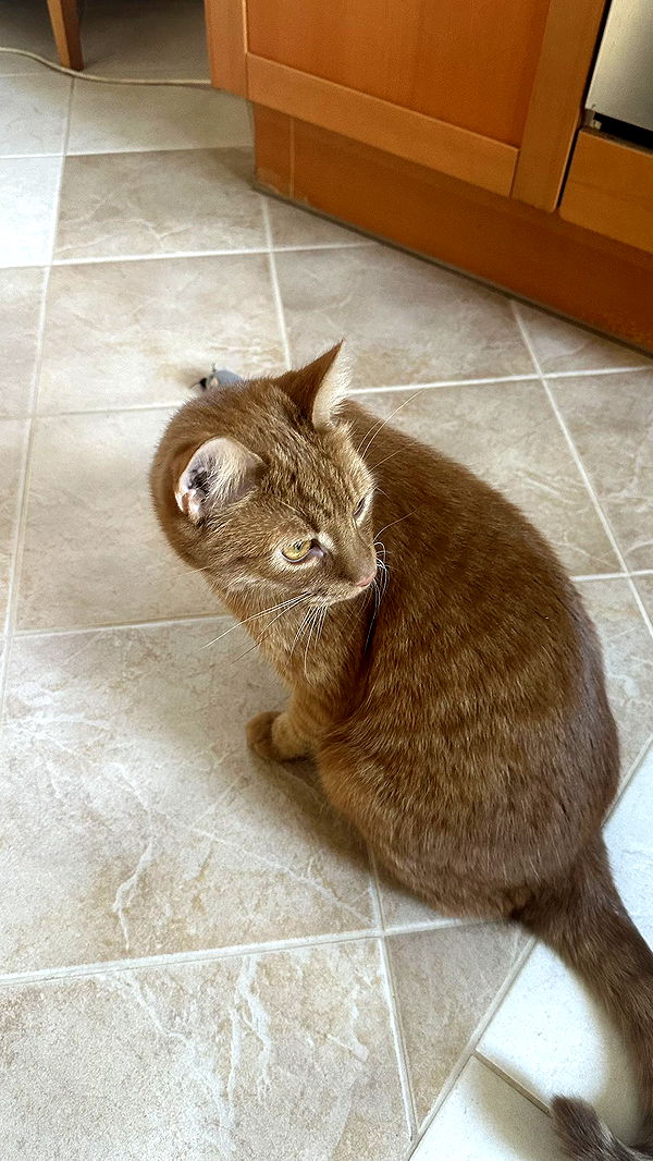 mira.0004 image ~ Altpins