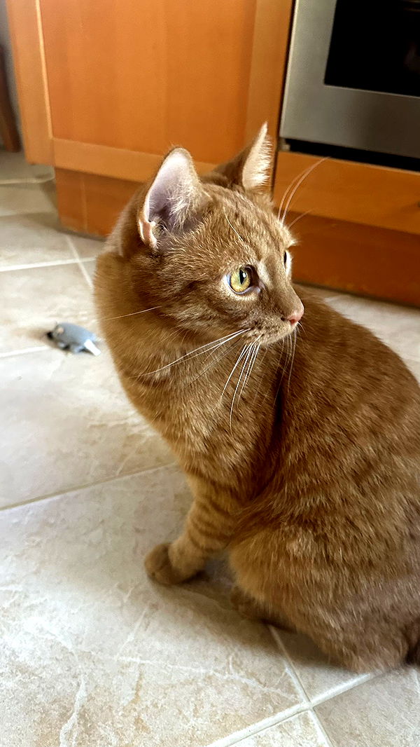 mira.0004 image ~ Altpins