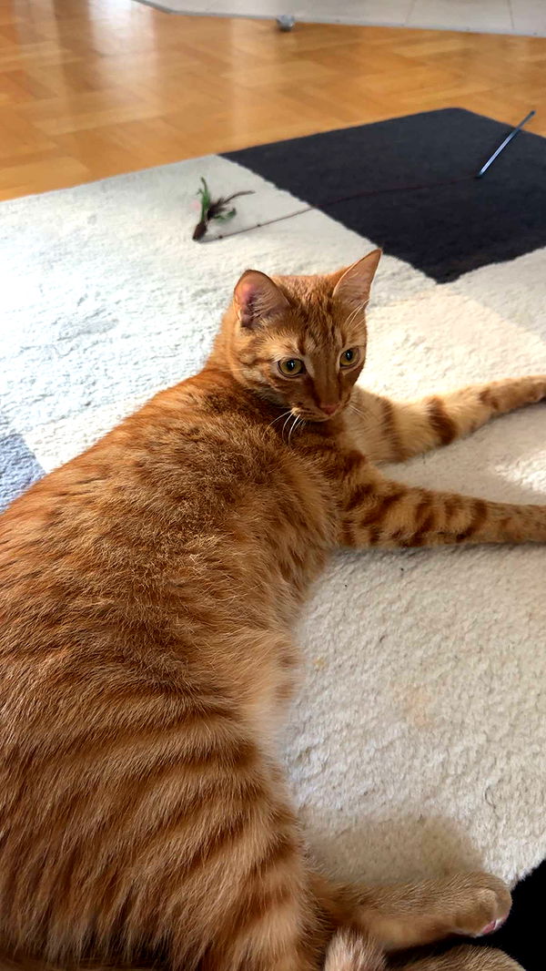 mira.0004 image ~ Altpins