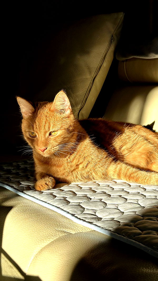 mira.0004 image ~ Altpins