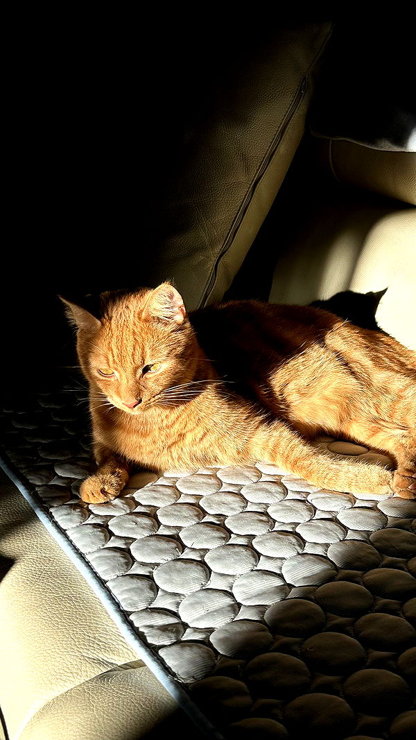 mira.0004 image ~ Altpins