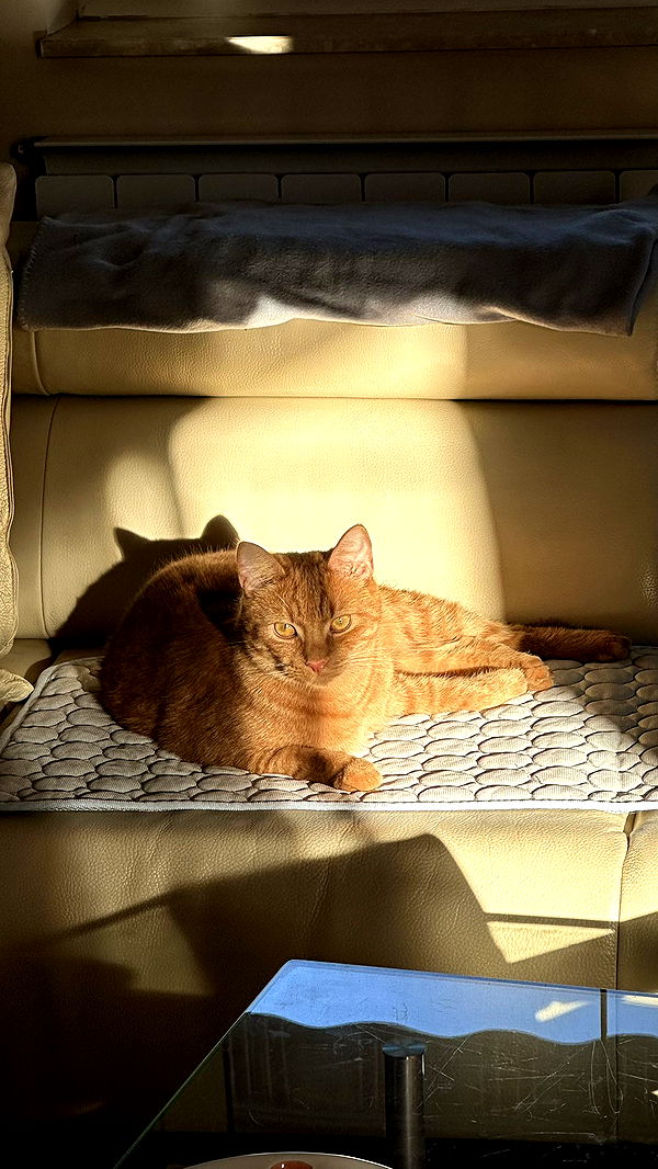 mira.0004 image ~ Altpins