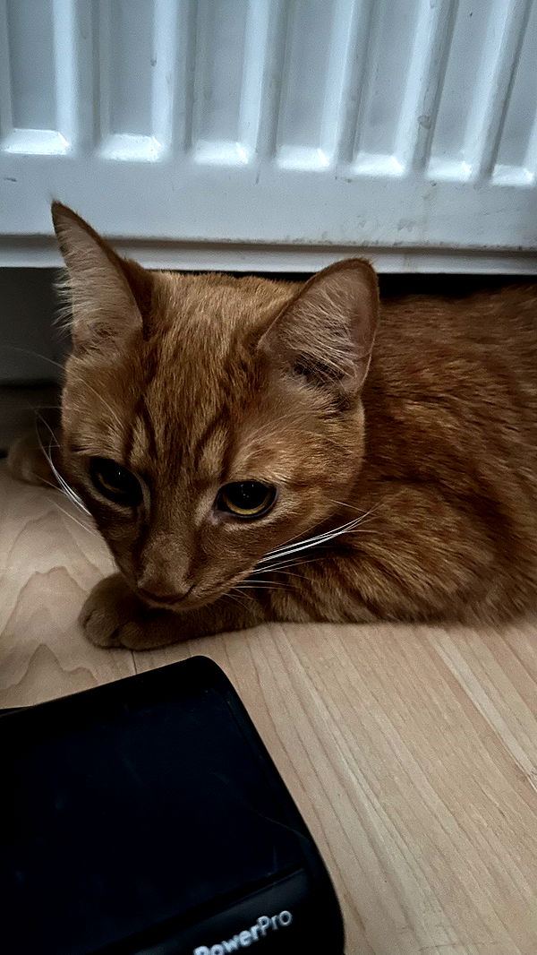 mira.0004 image ~ Altpins