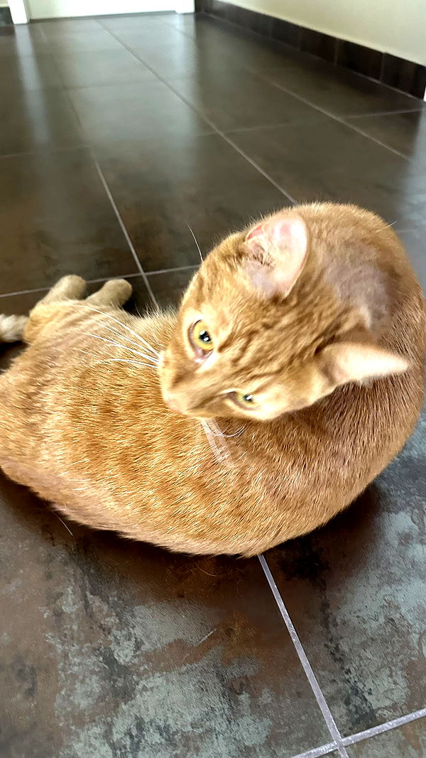 mira.0004 image ~ Altpins