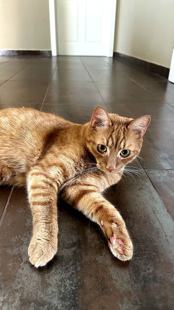 mira.0004 image ~ Altpins