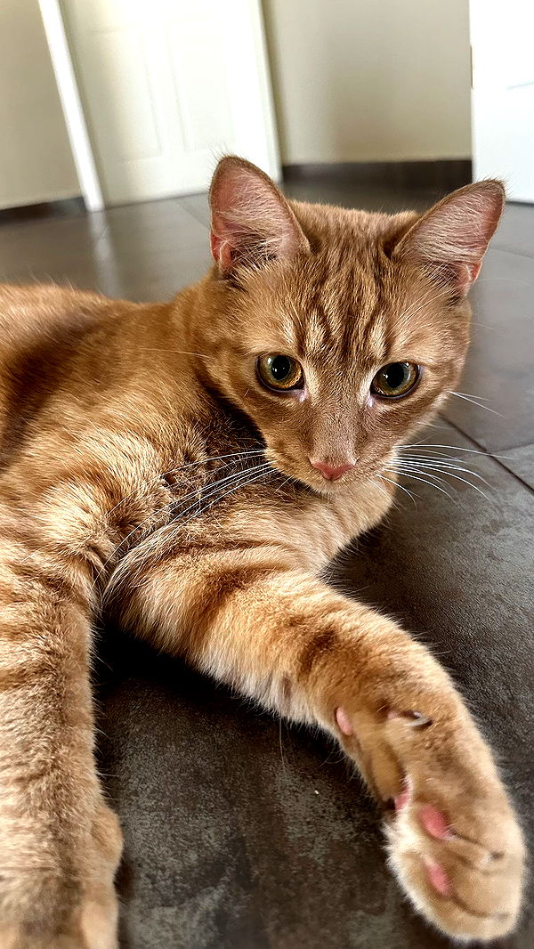 mira.0004 image ~ Altpins