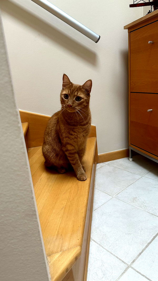 mira.0004 image ~ Altpins