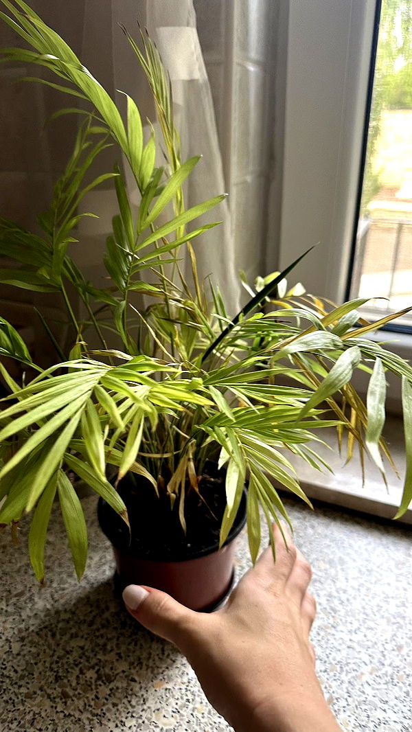 mira.0004 image ~ Altpins