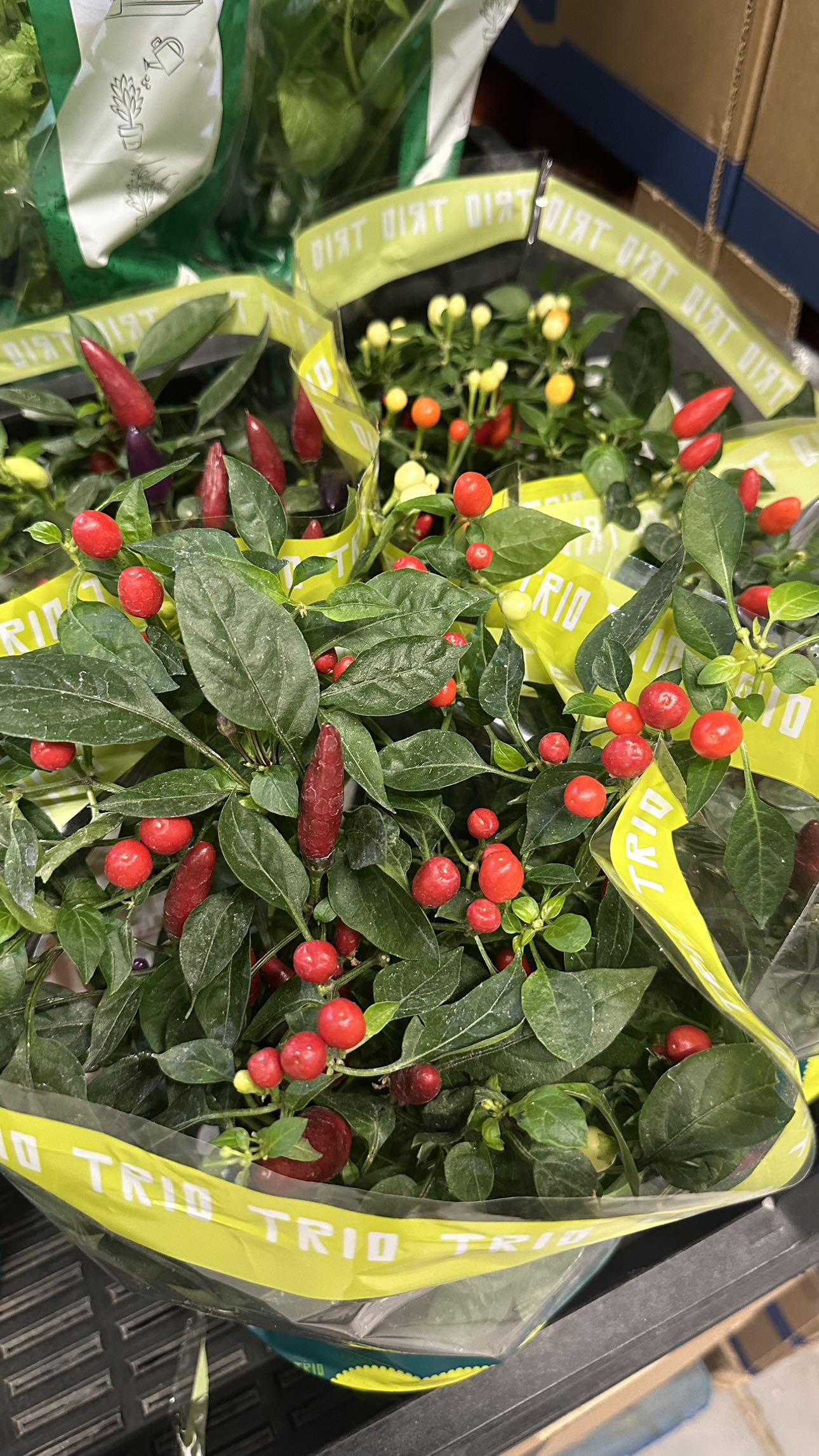 mira.0004 snapchat image archive image