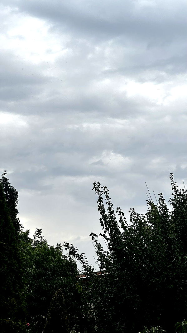 mira.0004 image ~ Altpins