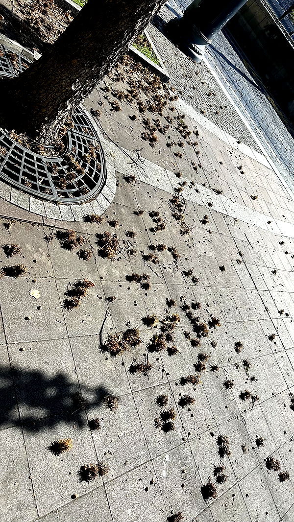 mira.0004 image ~ Altpins