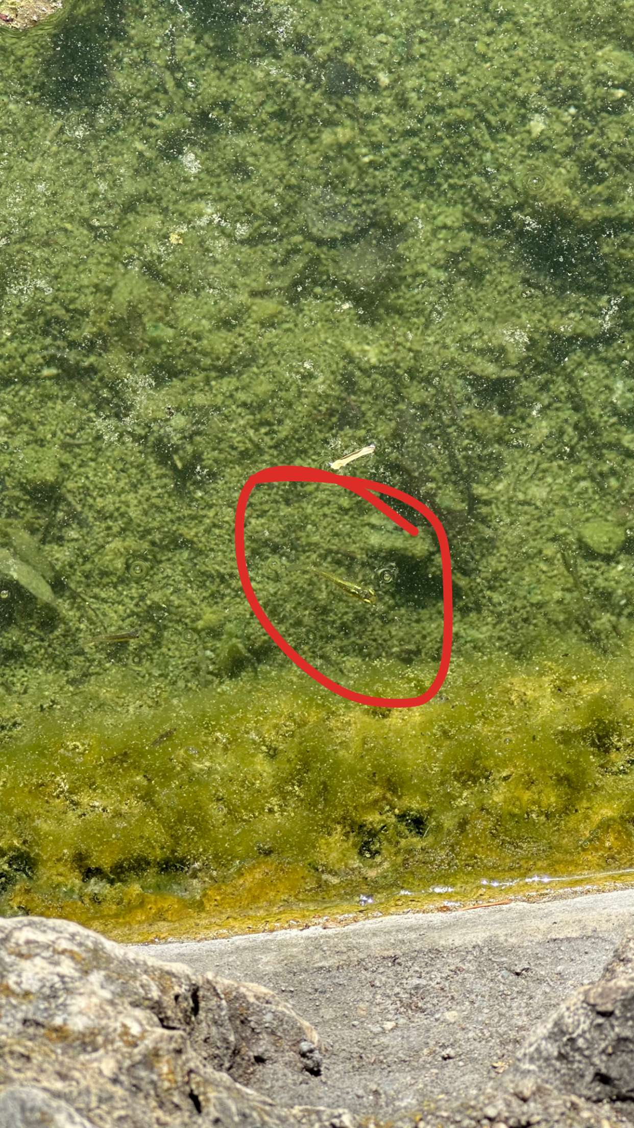 mira.0004 snapchat image archive image