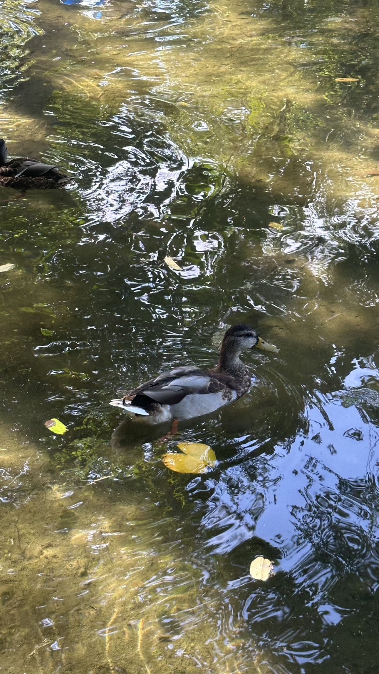 mira.0004 snapchat image archive image