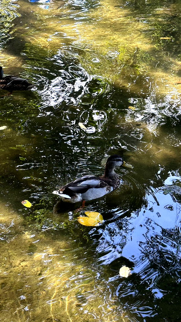 mira.0004 image ~ Altpins