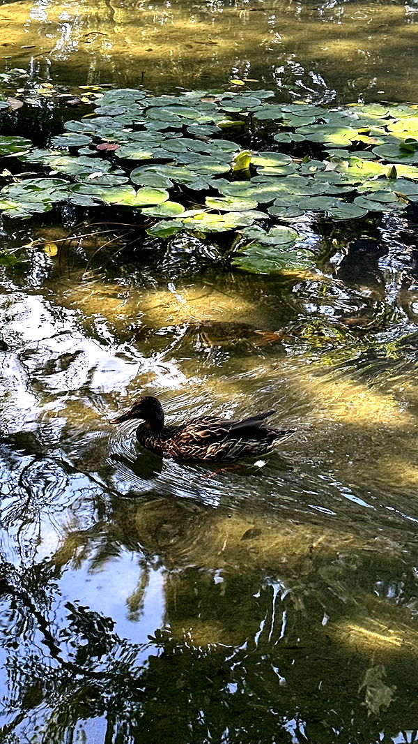 mira.0004 image ~ Altpins