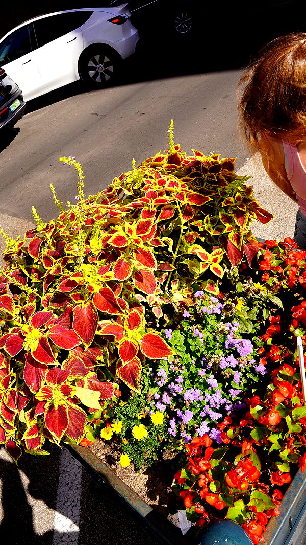 mira.0004 image ~ Altpins