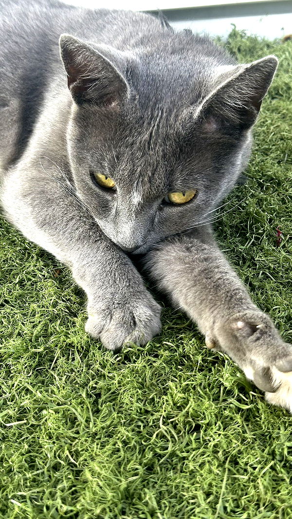 mira.0004 image ~ Altpins