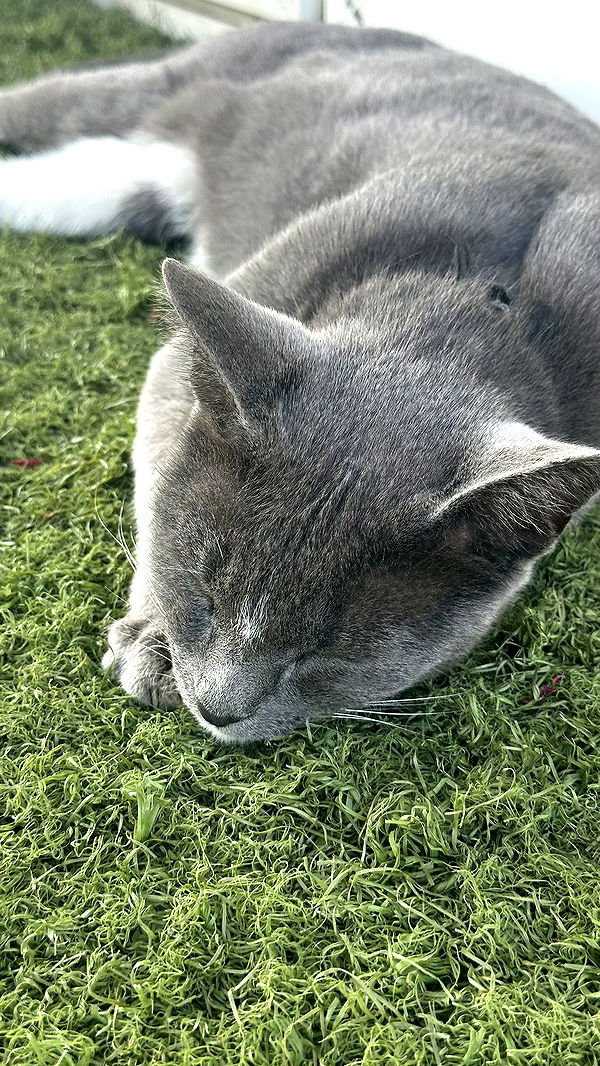 mira.0004 image ~ Altpins