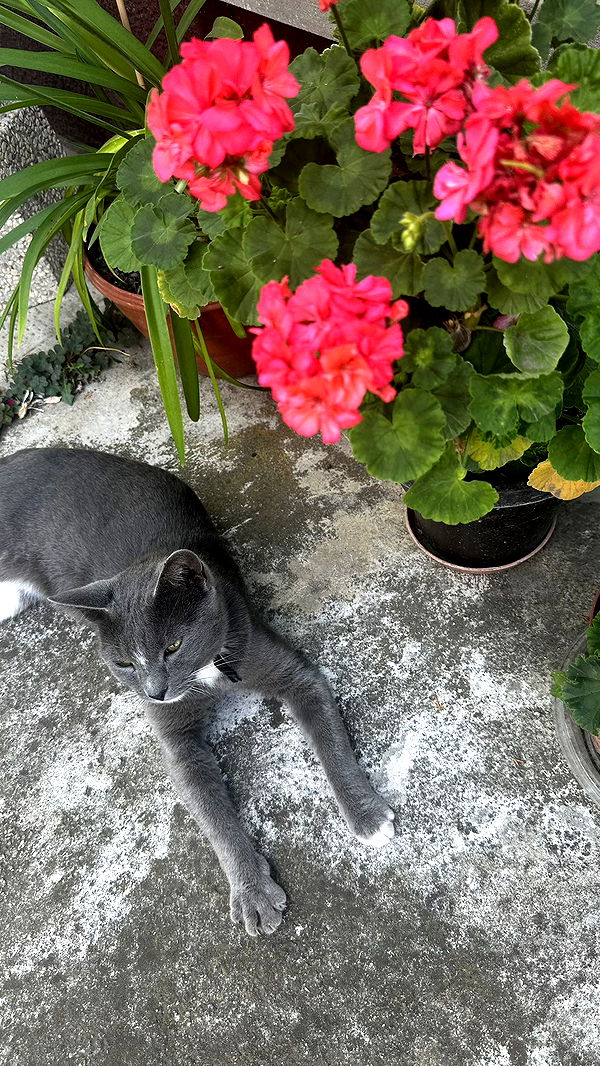 mira.0004 image ~ Altpins